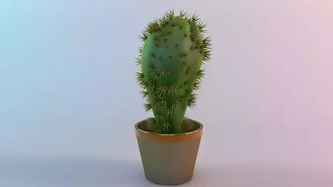 kaktus cactus