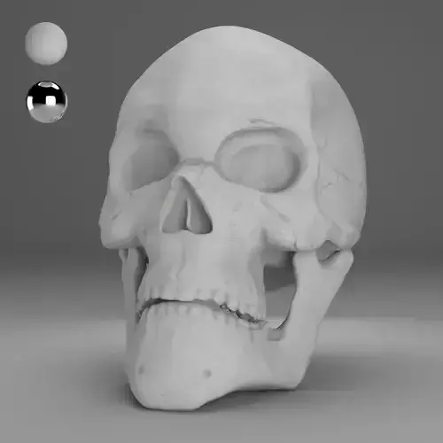 Human Skull