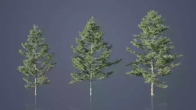 Japanese White Larch Trees Free low-poly 3D model