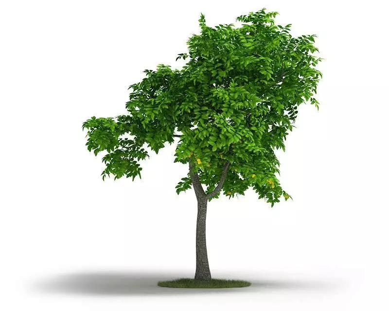 Citrus Lemon Plant 3D model