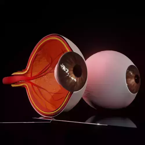 eye 3d model two eyeballs 3D model