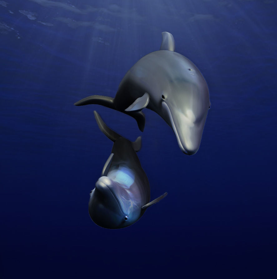 Florida Dolphin 3D Model 3D print model_3