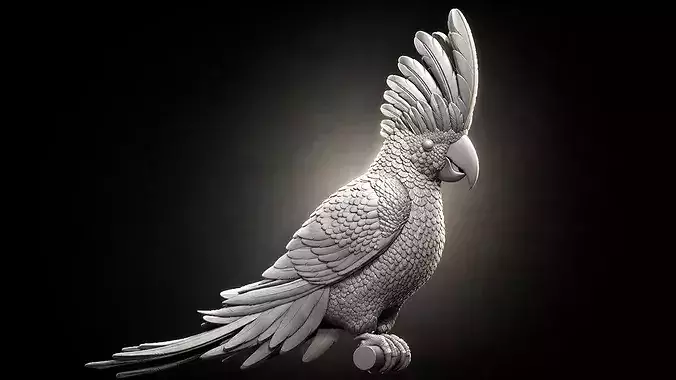 parrot  cacadu