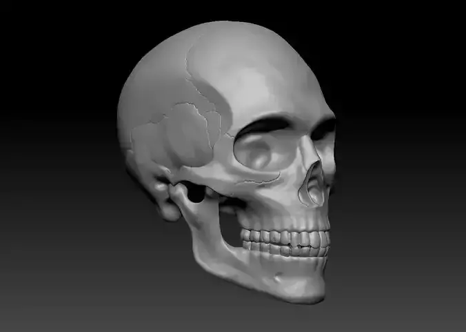Human Male Skull