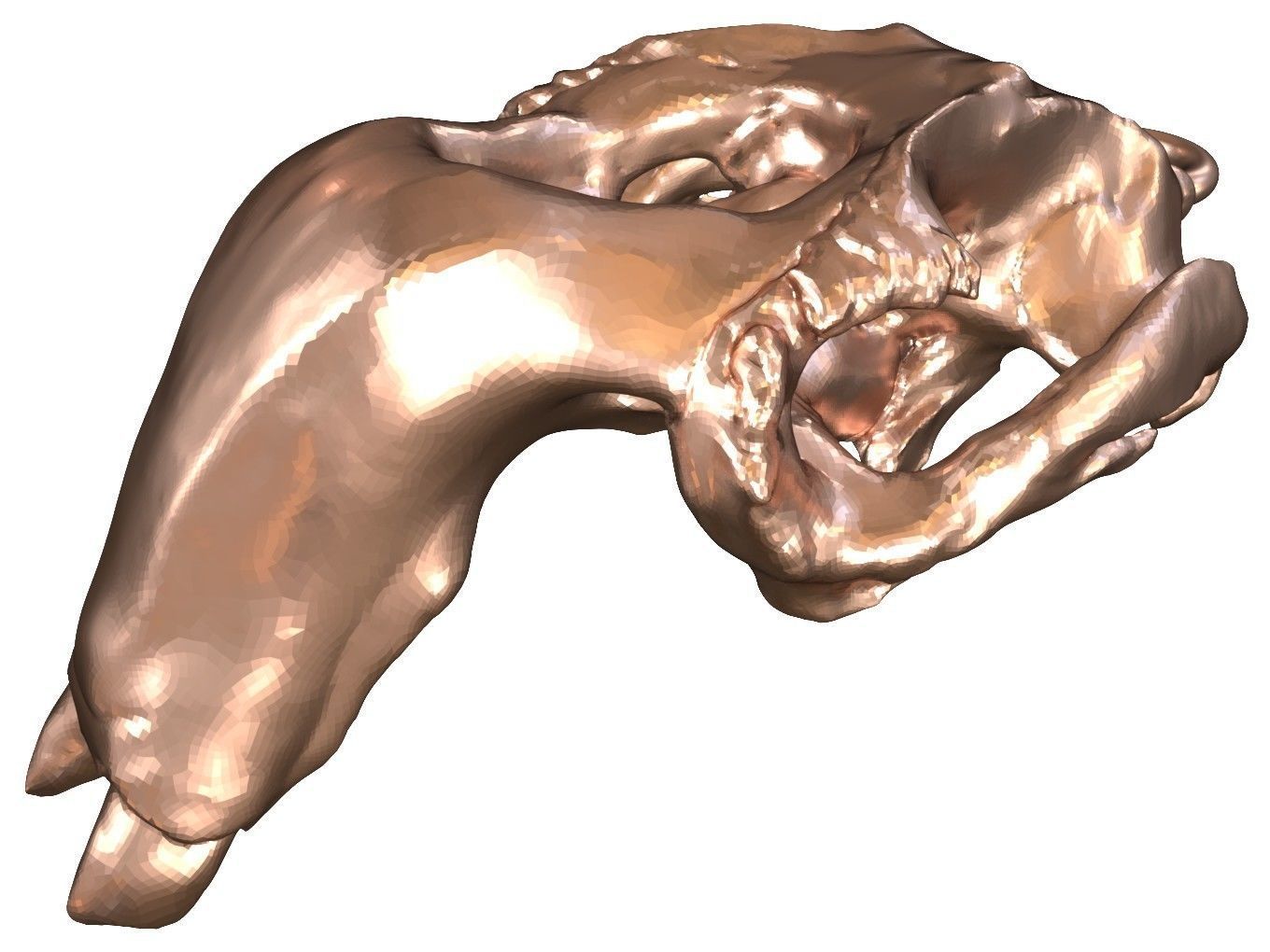 Cranium Charm Dugong Bronze 3D print model_9