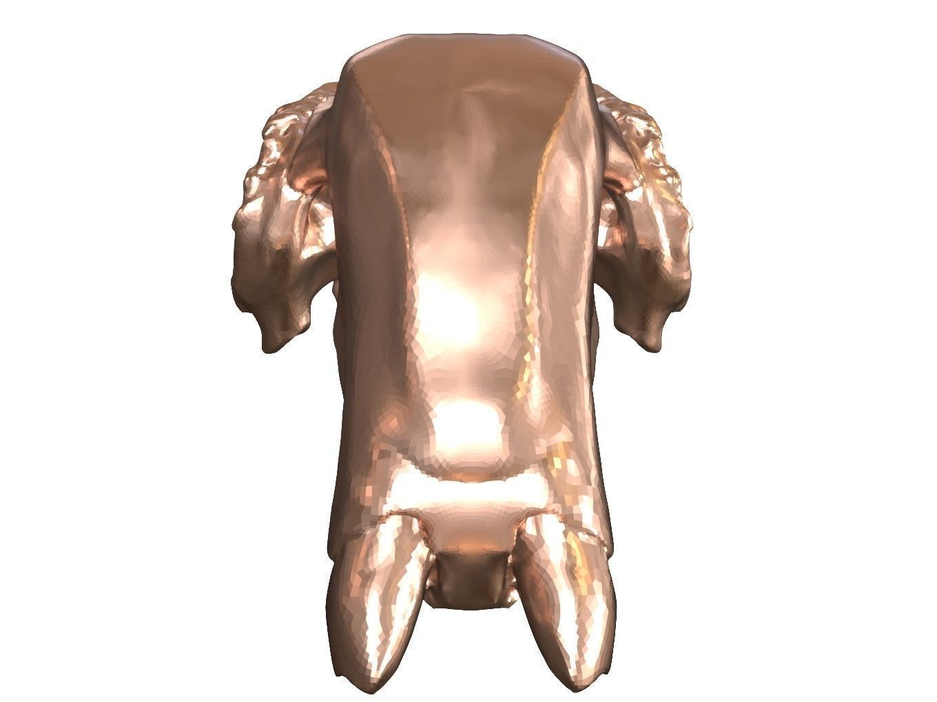 Cranium Charm Dugong Bronze 3D print model_8