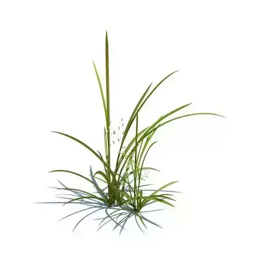 Tall Grassy Plant