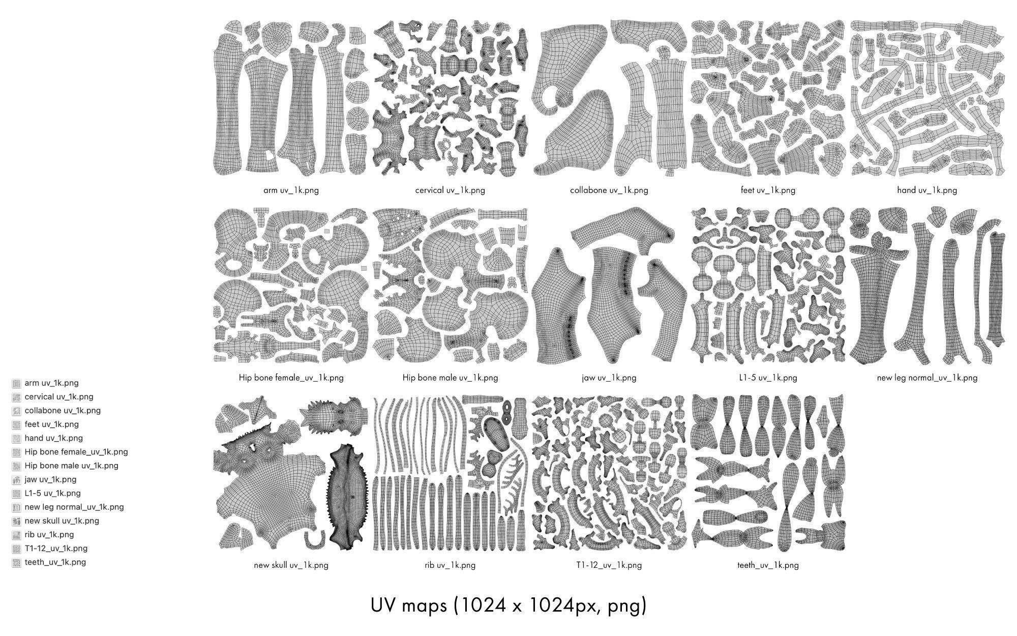 Rigged human skeletons and individual bones 3D model_23