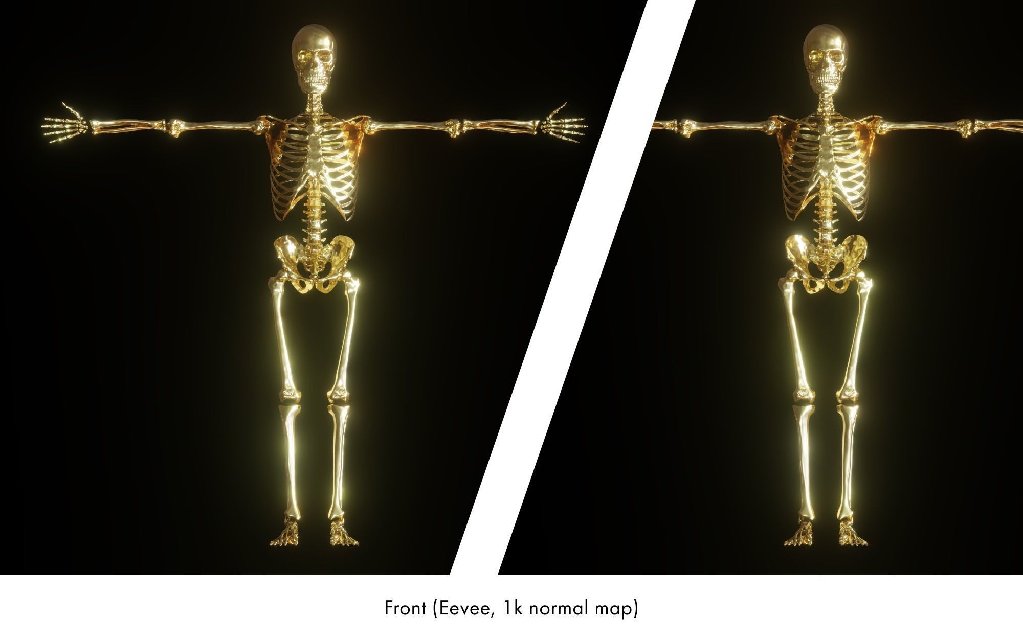 Rigged human skeletons and individual bones 3D model_5