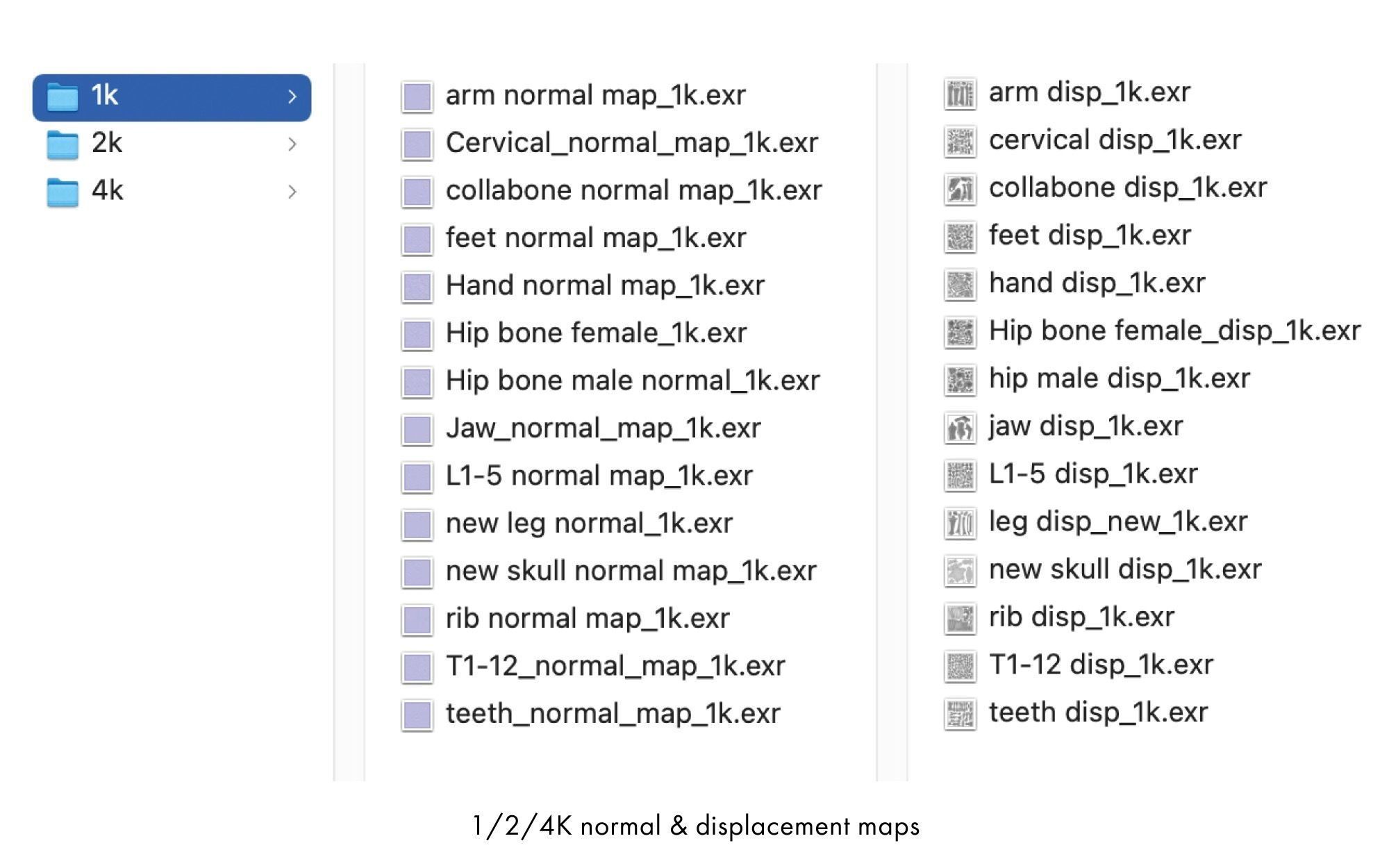Rigged human skeletons and individual bones 3D model_22