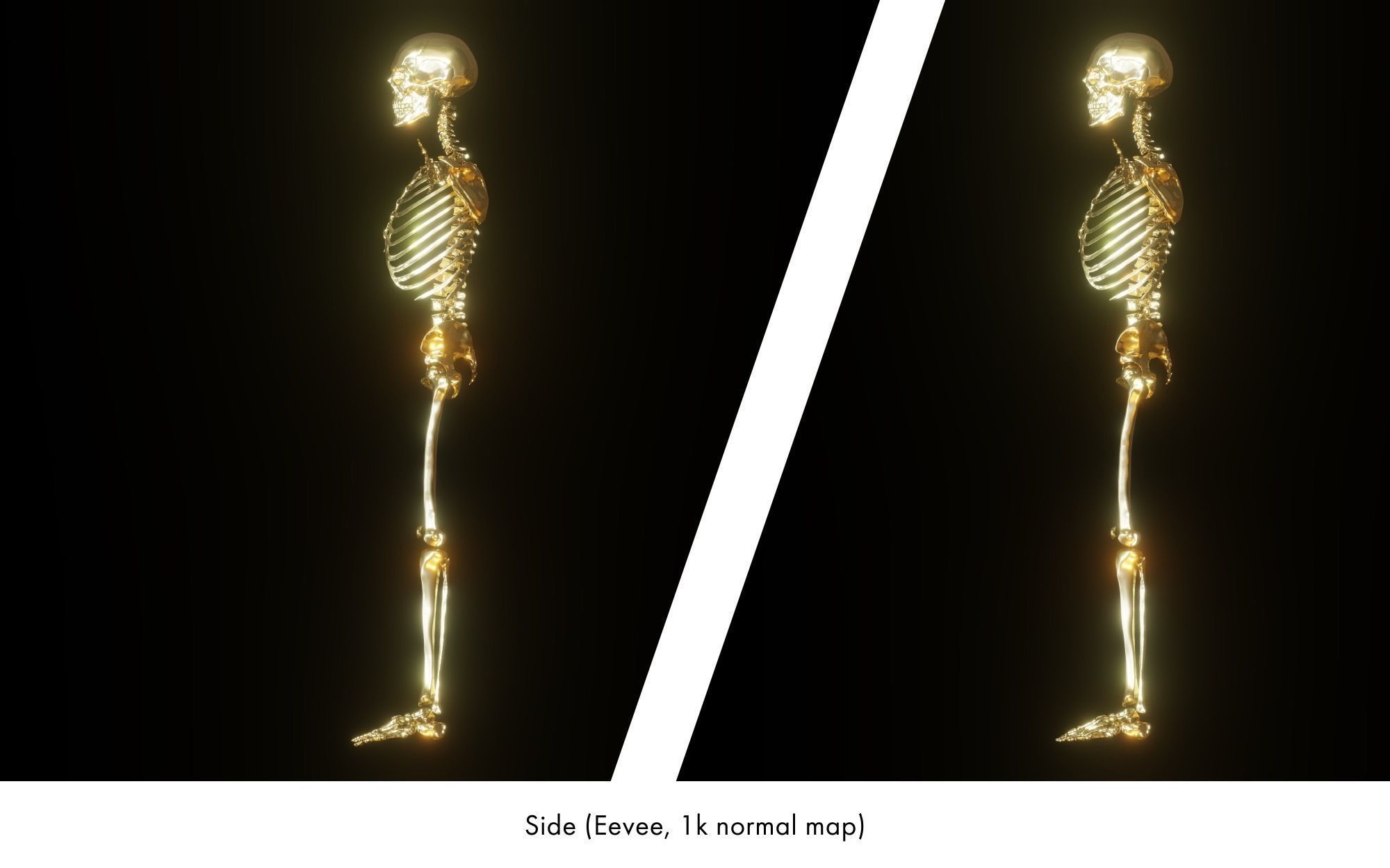 Rigged human skeletons and individual bones 3D model_29