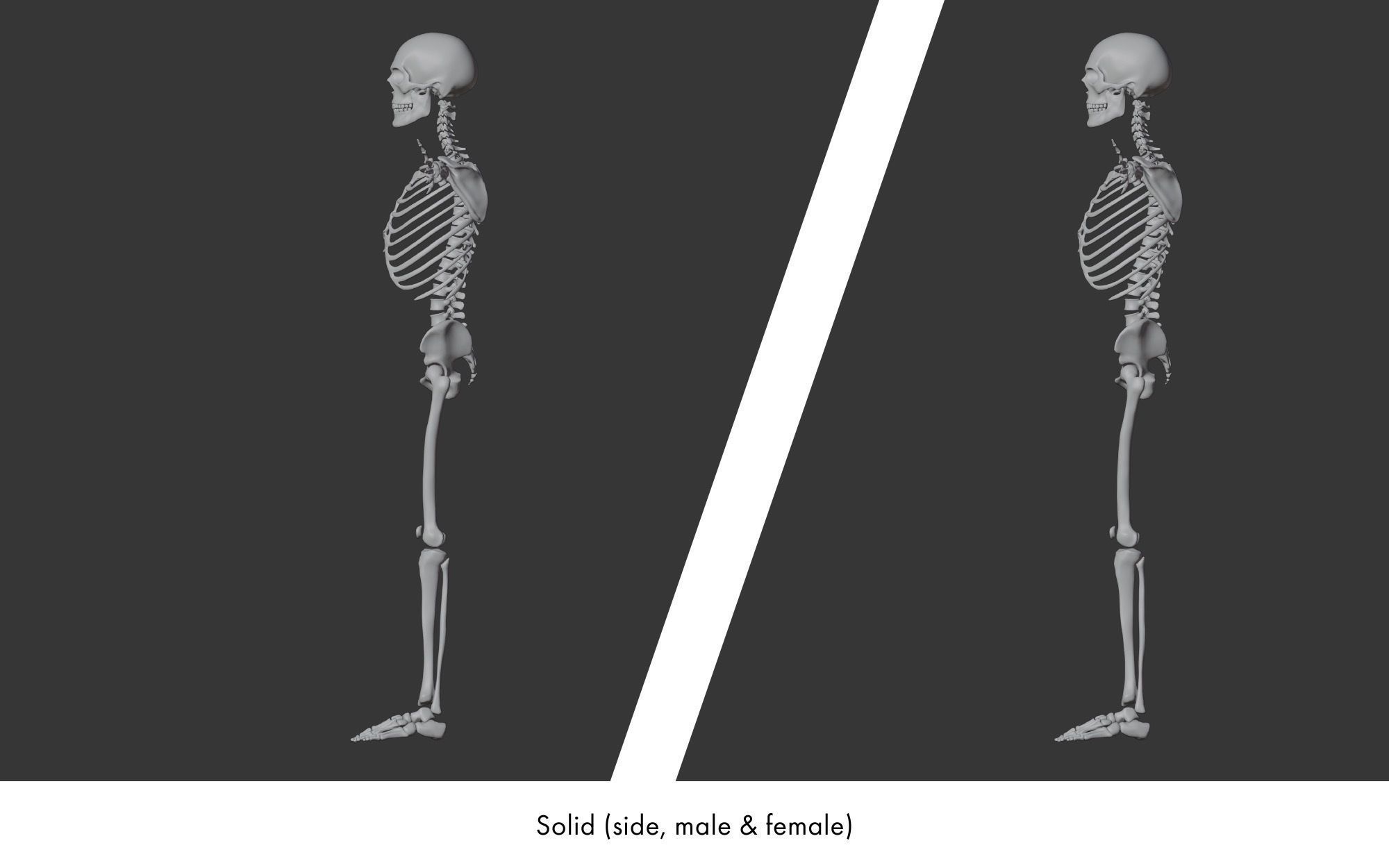 Rigged human skeletons and individual bones 3D model_27