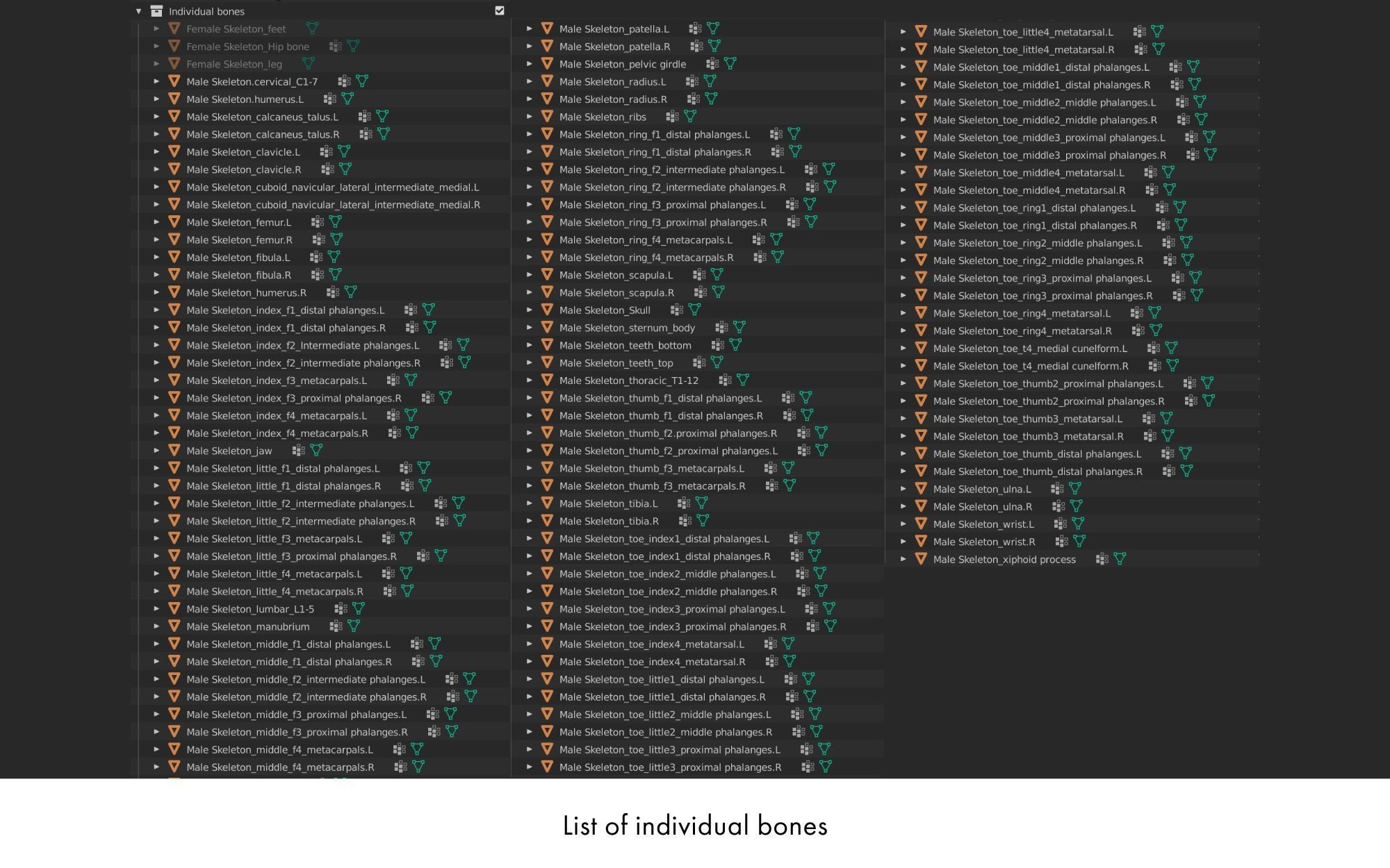 Rigged human skeletons and individual bones 3D model_18