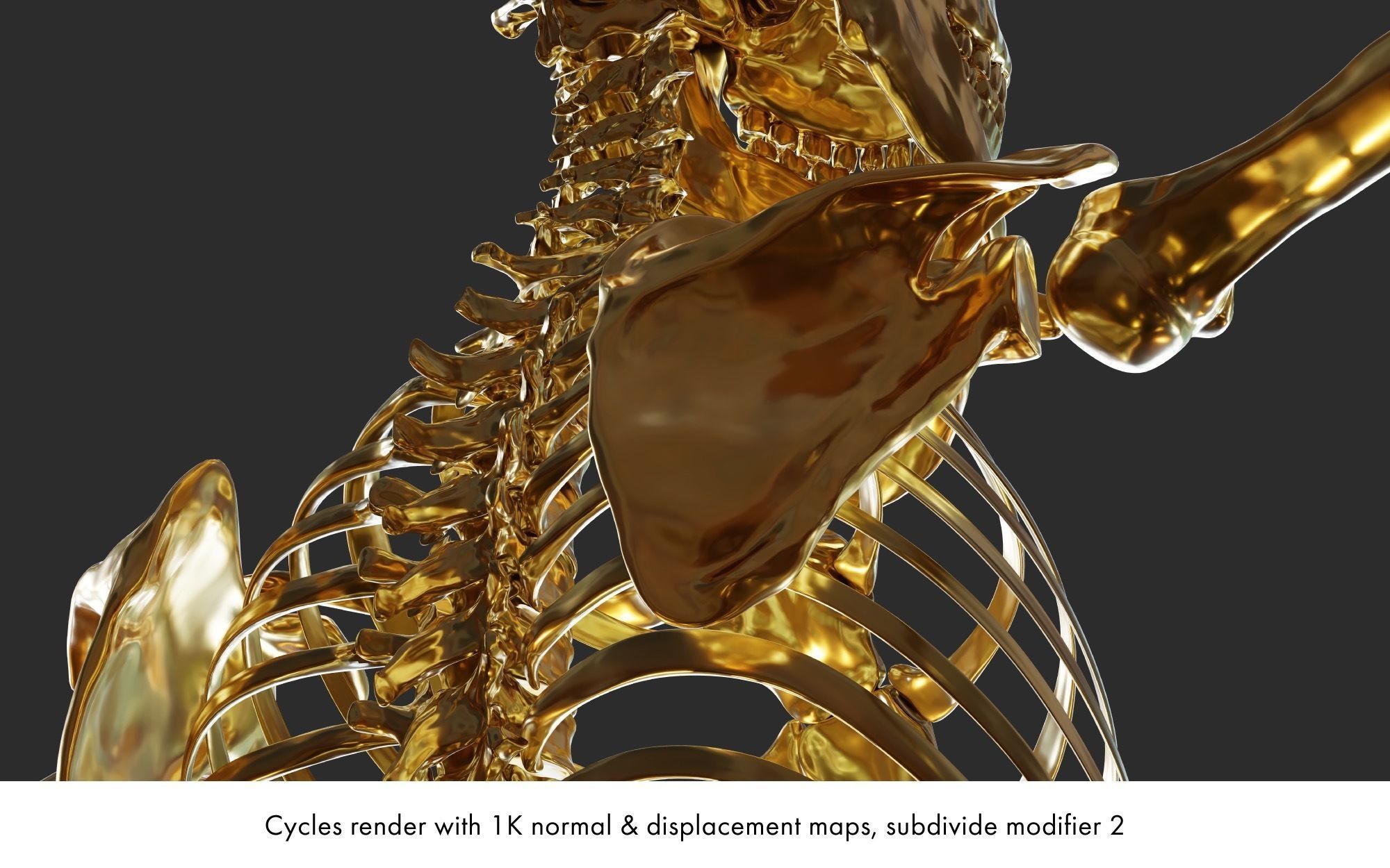 Rigged human skeletons and individual bones 3D model_11