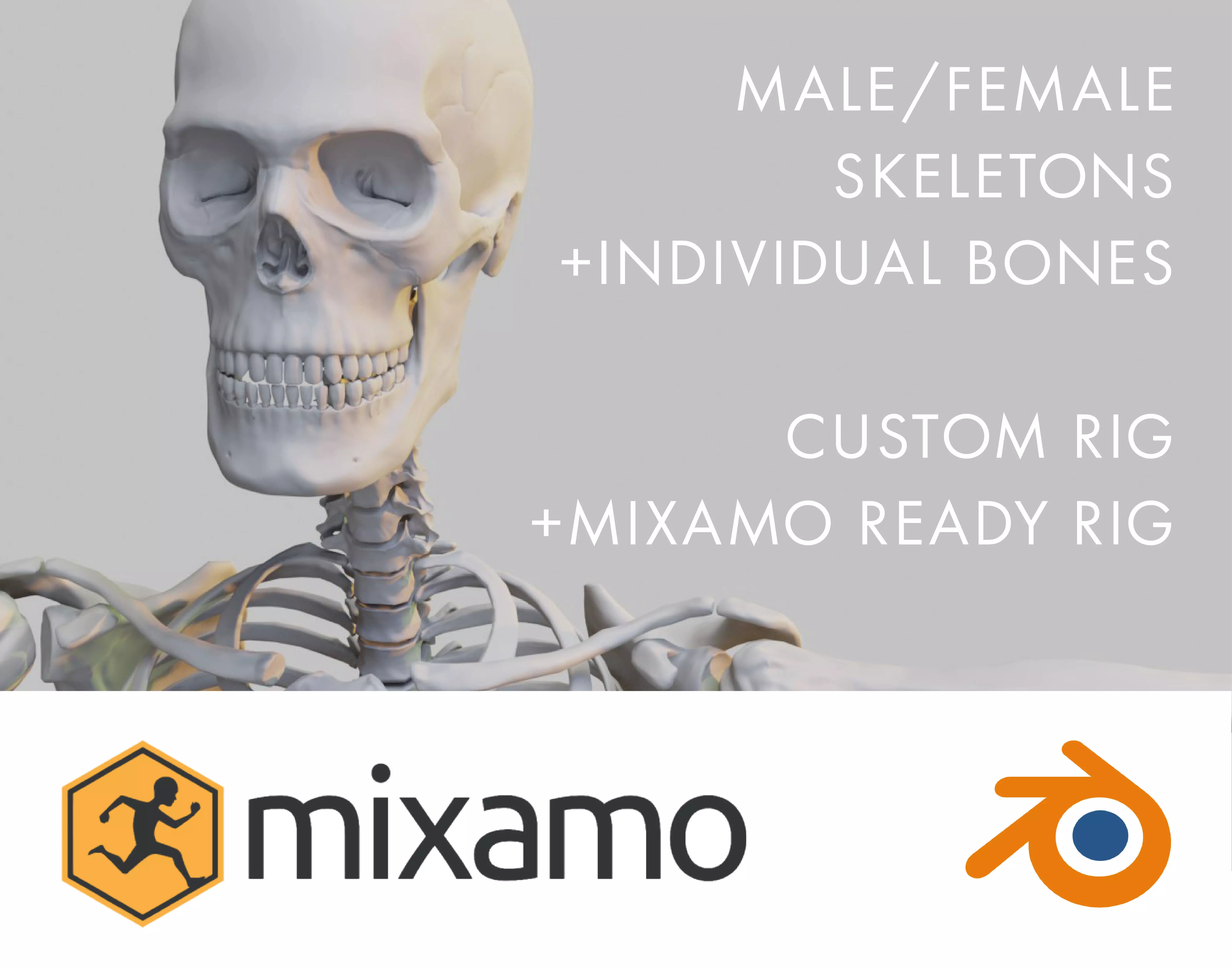 Rigged human skeletons and individual bones 3D model_0
