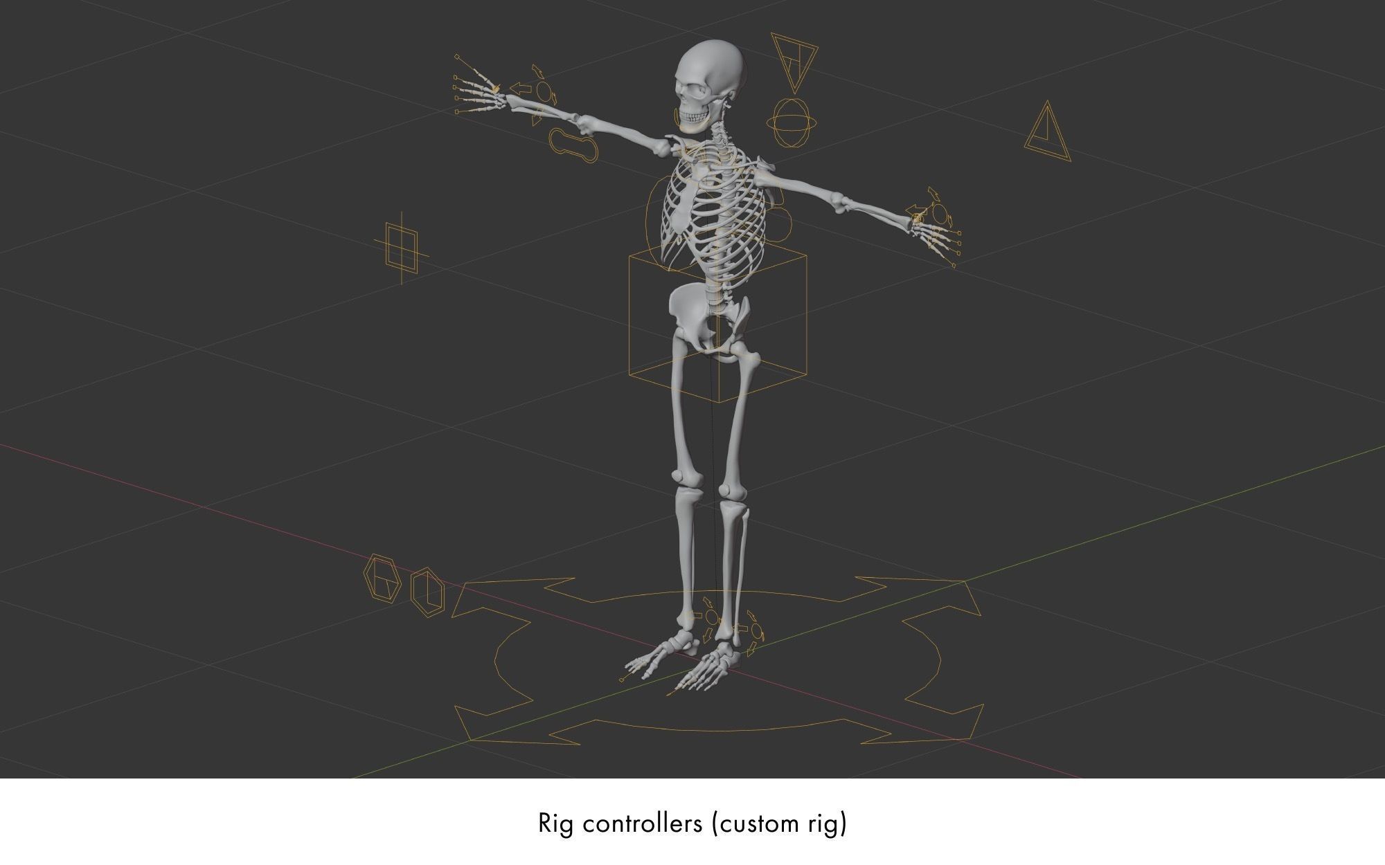 Rigged human skeletons and individual bones 3D model_6