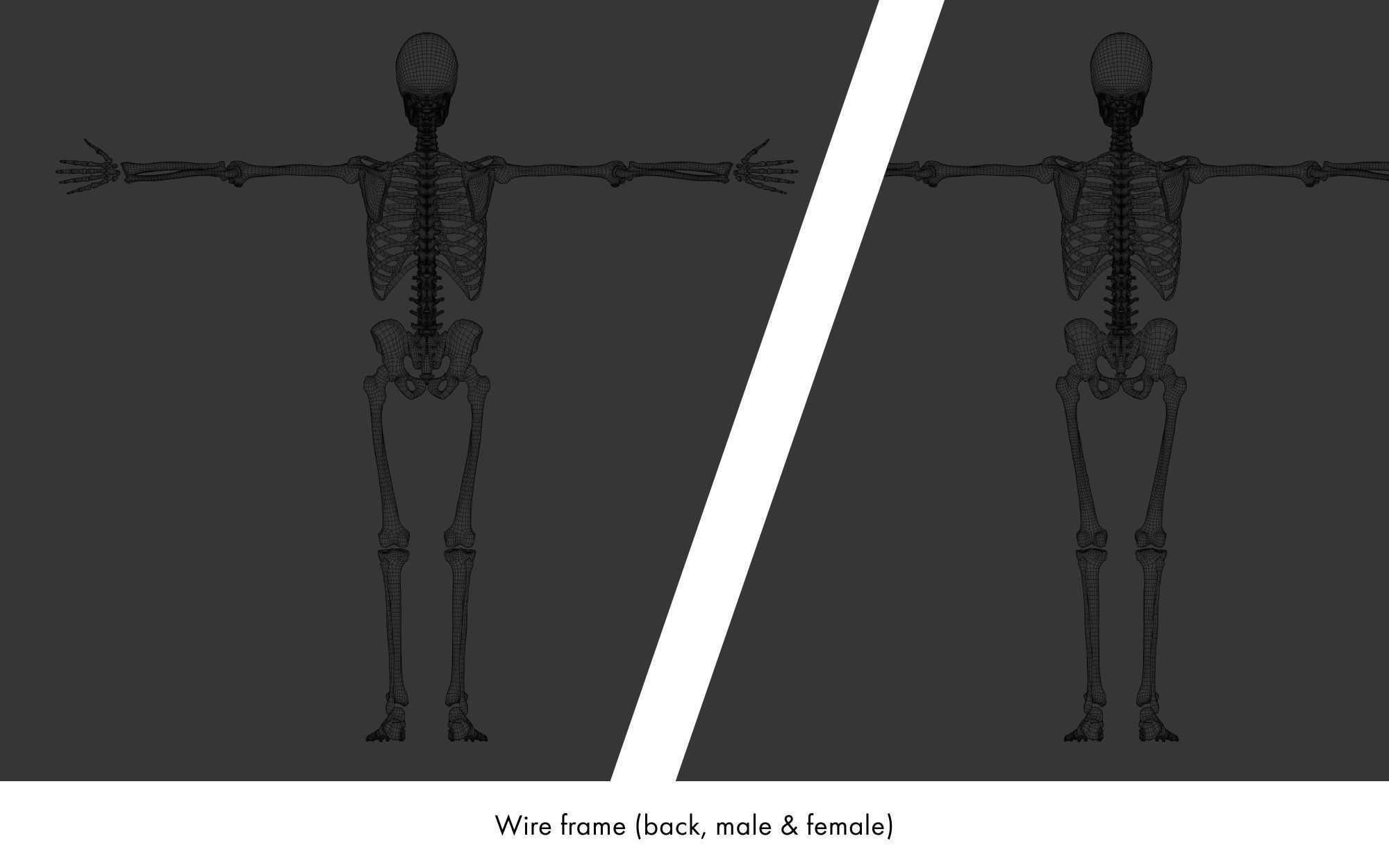 Rigged human skeletons and individual bones 3D model_25