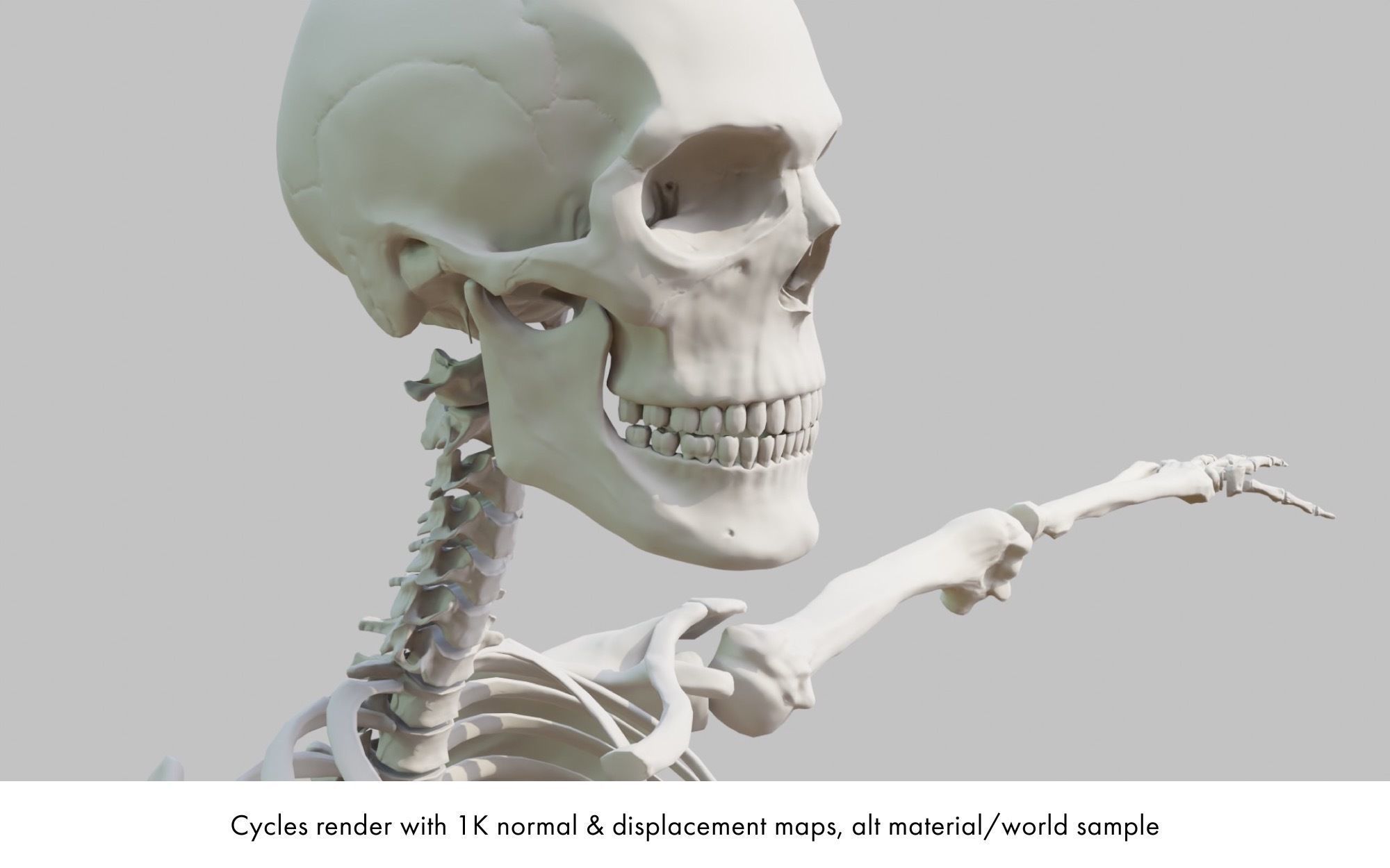 Rigged human skeletons and individual bones 3D model_17