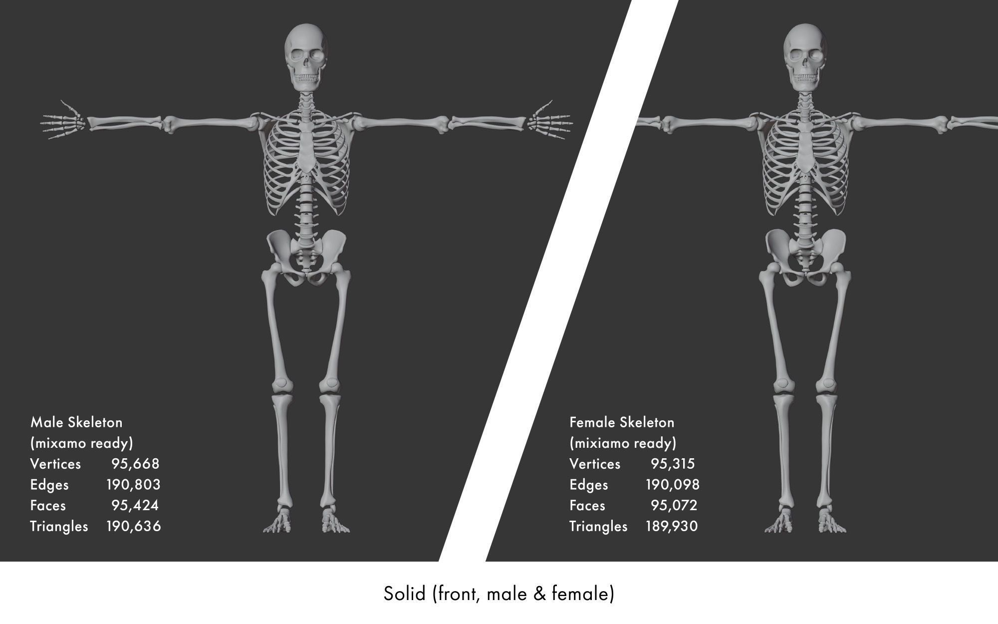 Rigged human skeletons and individual bones 3D model_3