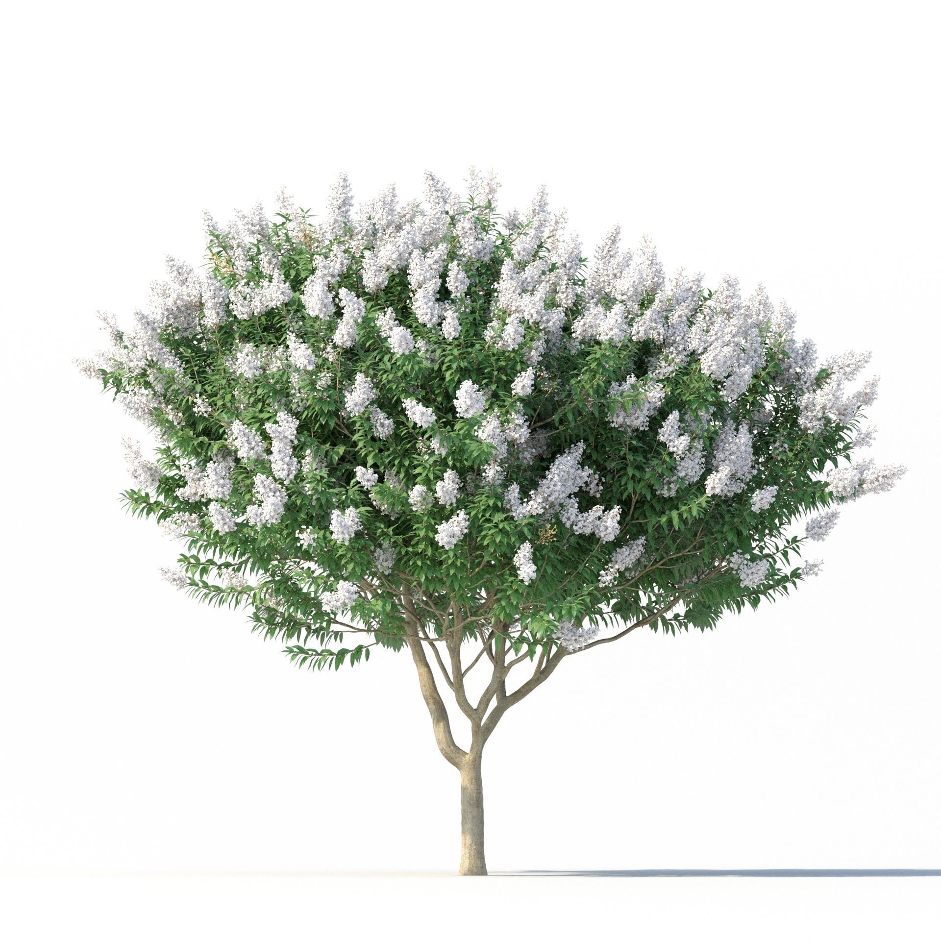 Crape Myrtle No 2 with white flowers 3D model_4