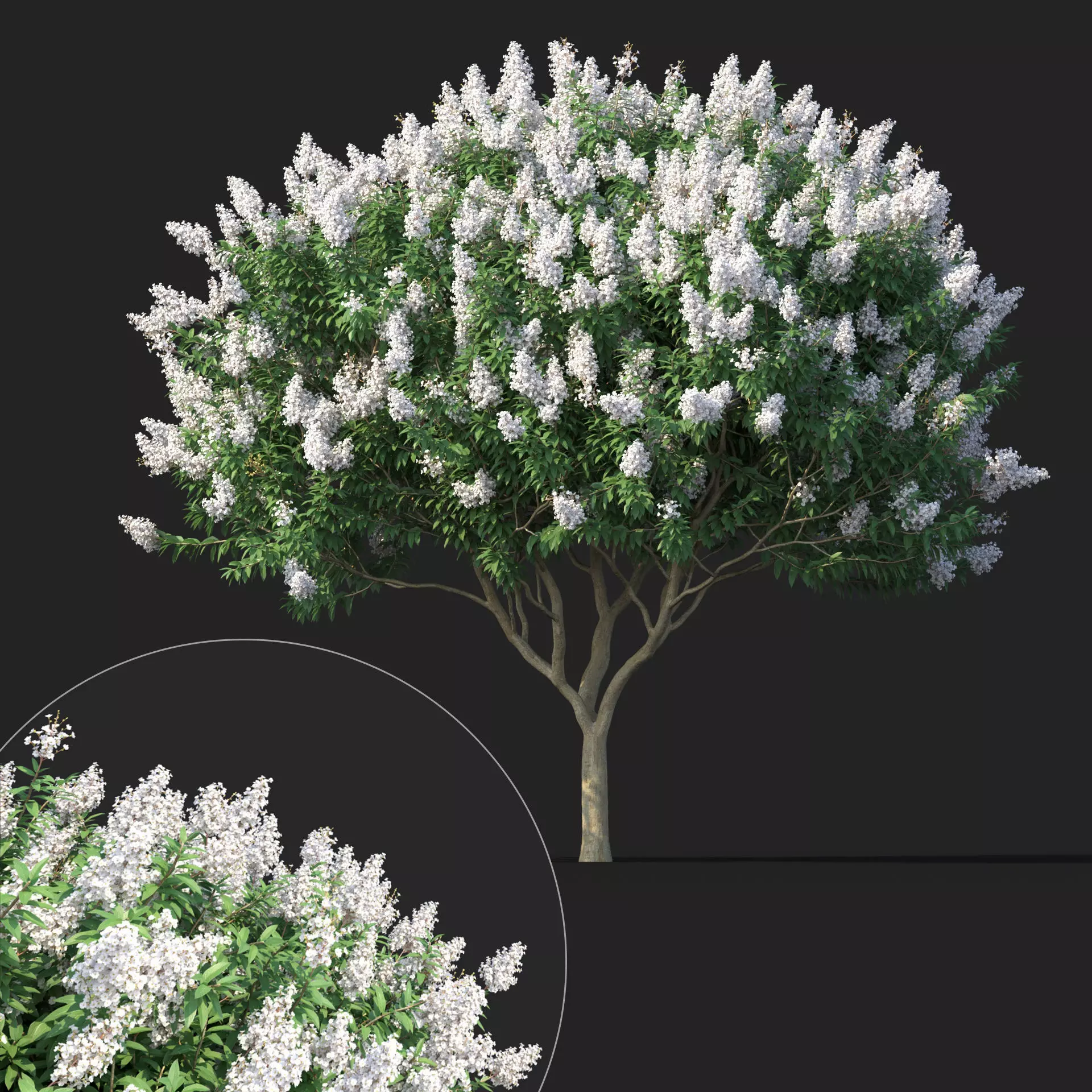 Crape Myrtle No 2 with white flowers 3D model_0