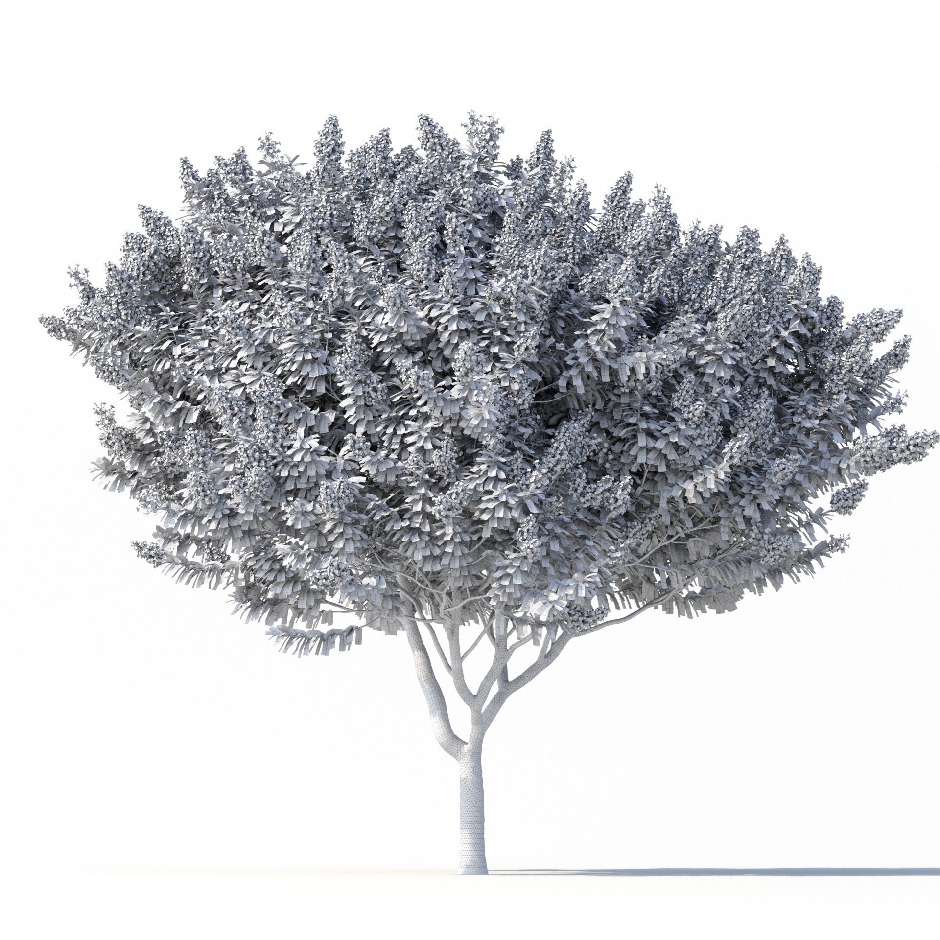 Crape Myrtle No 2 with white flowers 3D model_7