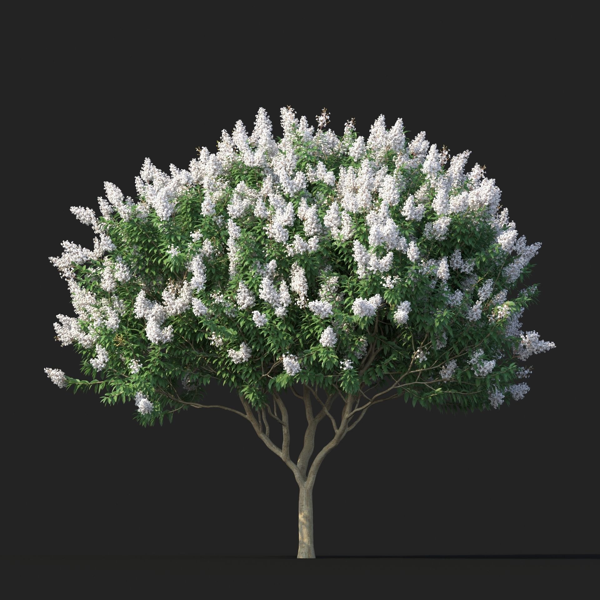 Crape Myrtle No 2 with white flowers 3D model_3