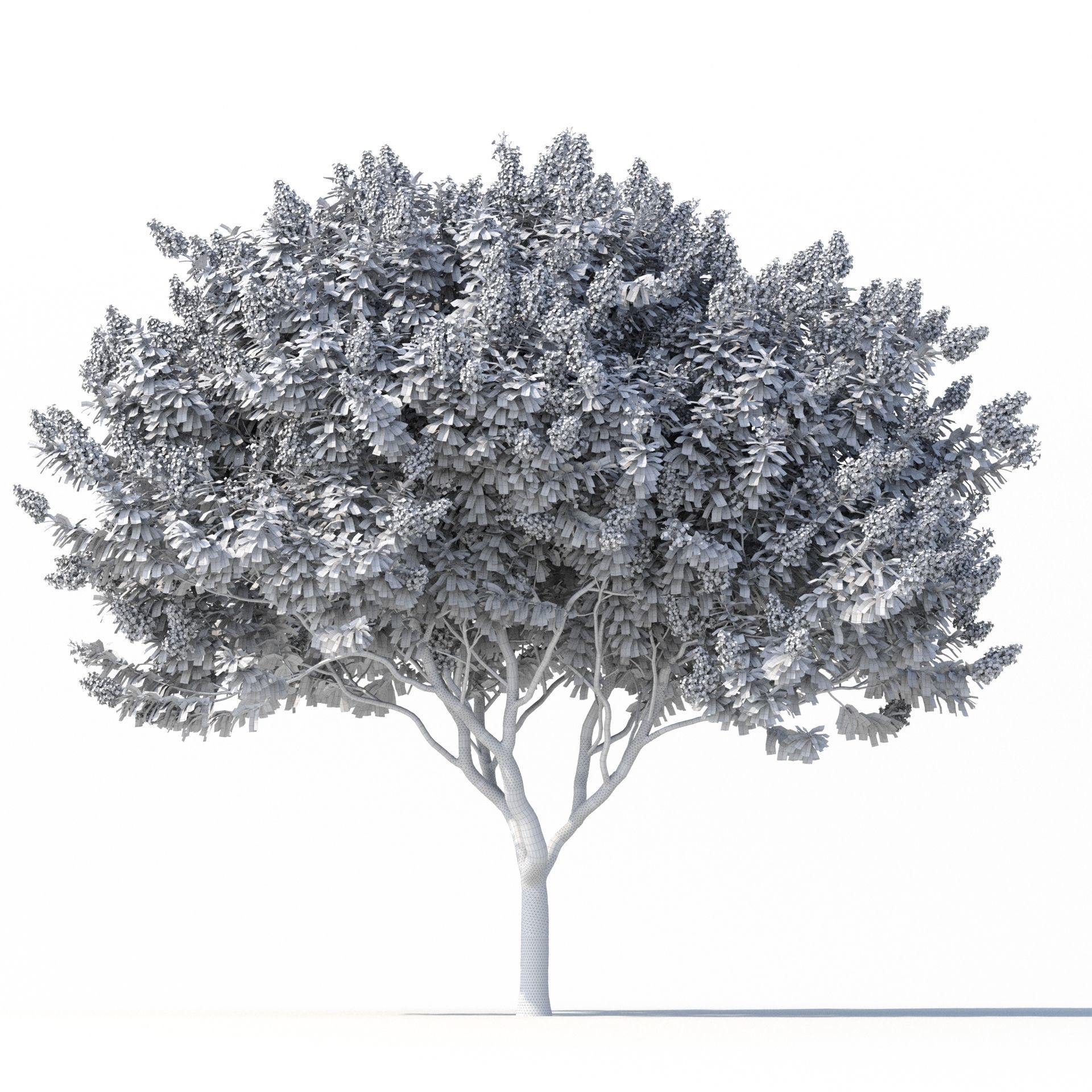 Crape Myrtle No 2 with white flowers 3D model_8