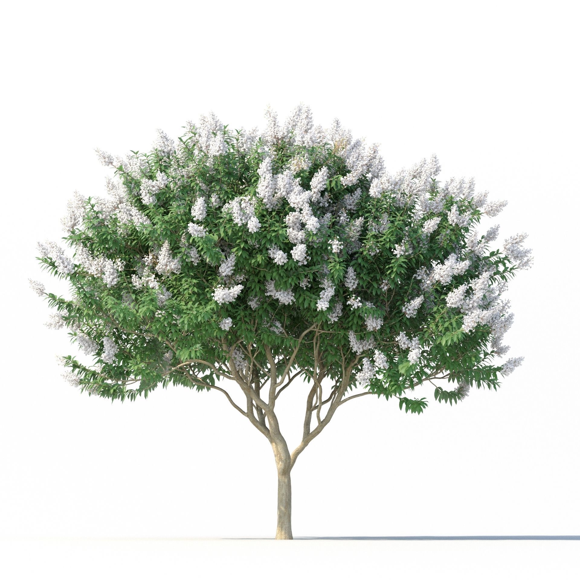 Crape Myrtle No 2 with white flowers 3D model_5