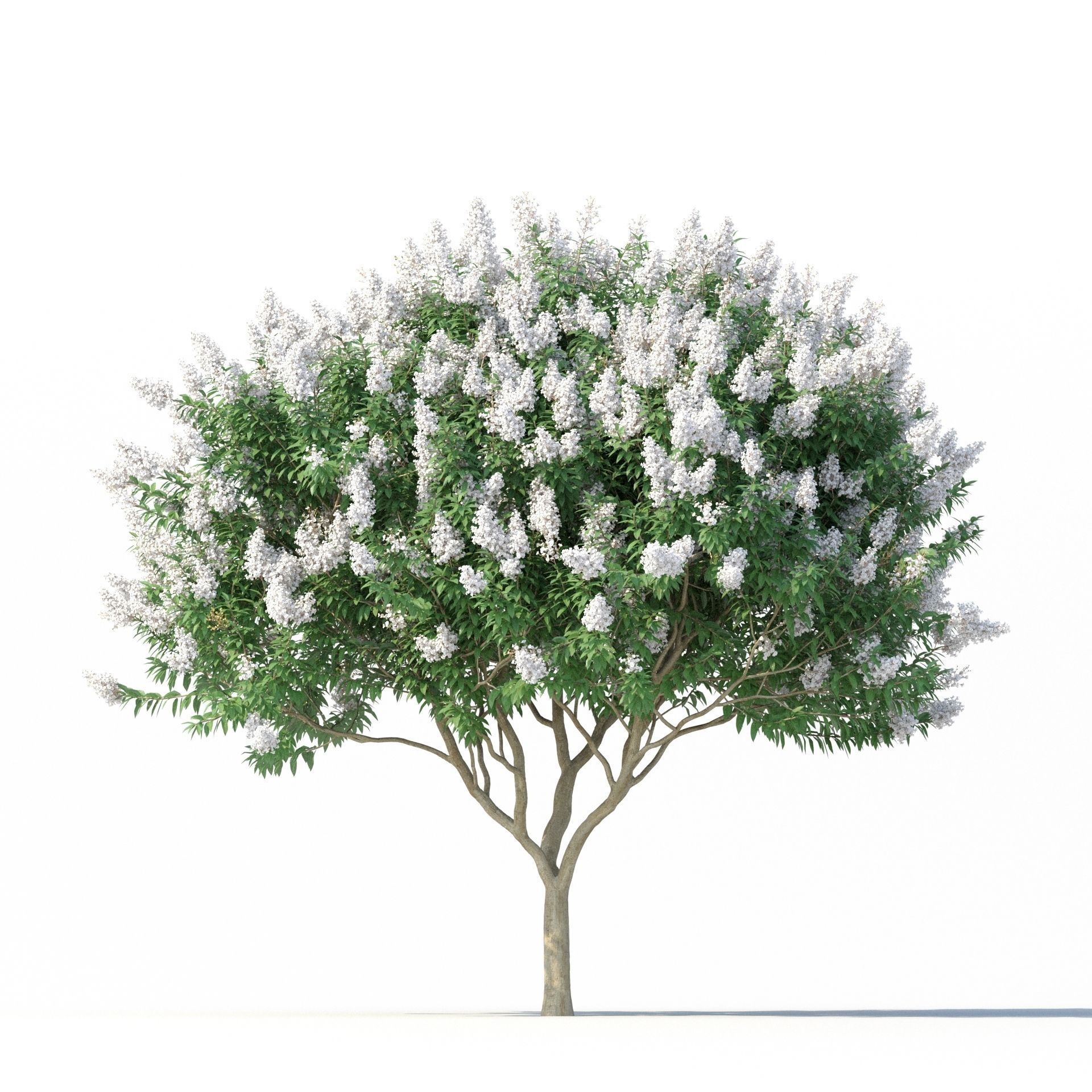 Crape Myrtle No 2 with white flowers 3D model_2