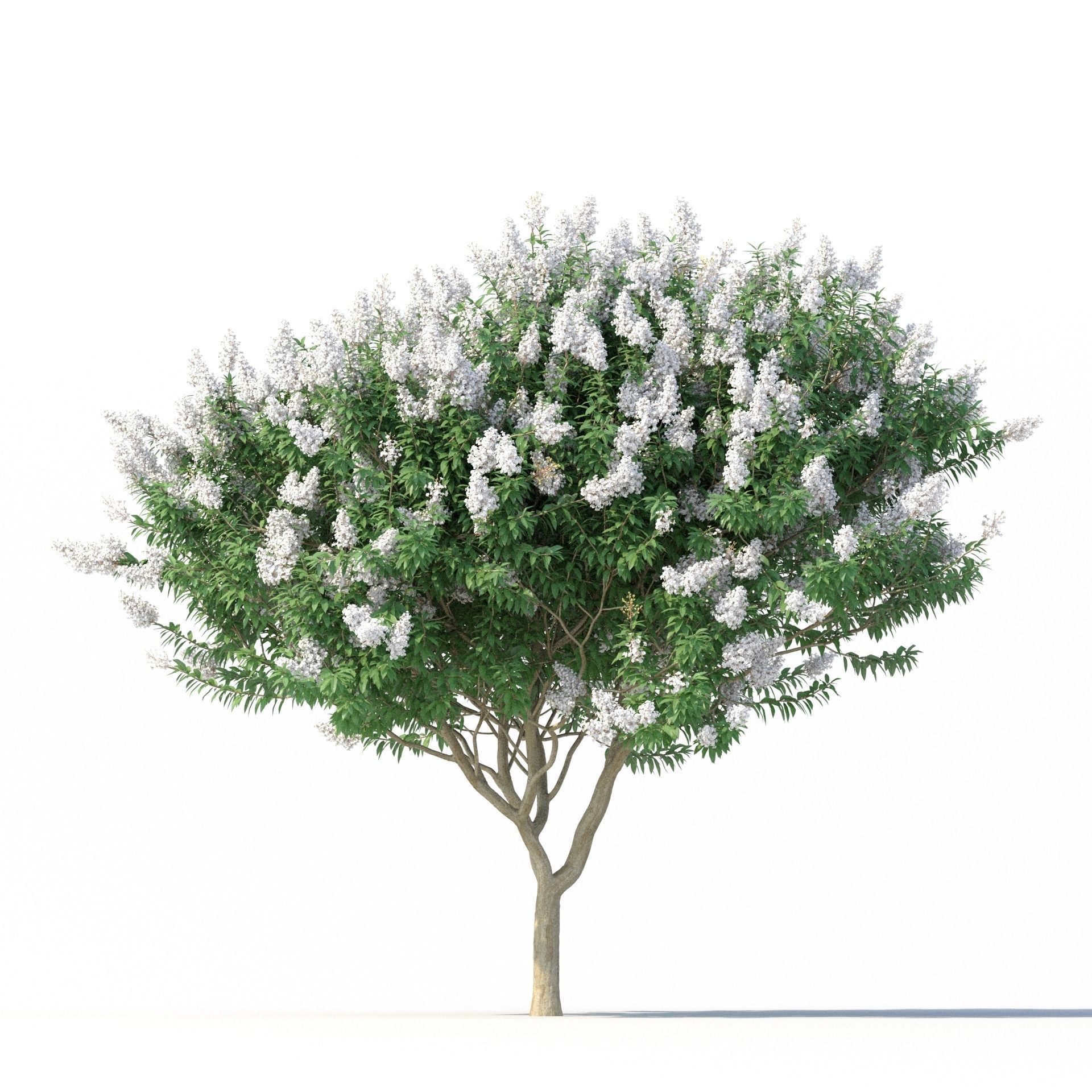 Crape Myrtle No 2 with white flowers 3D model_6
