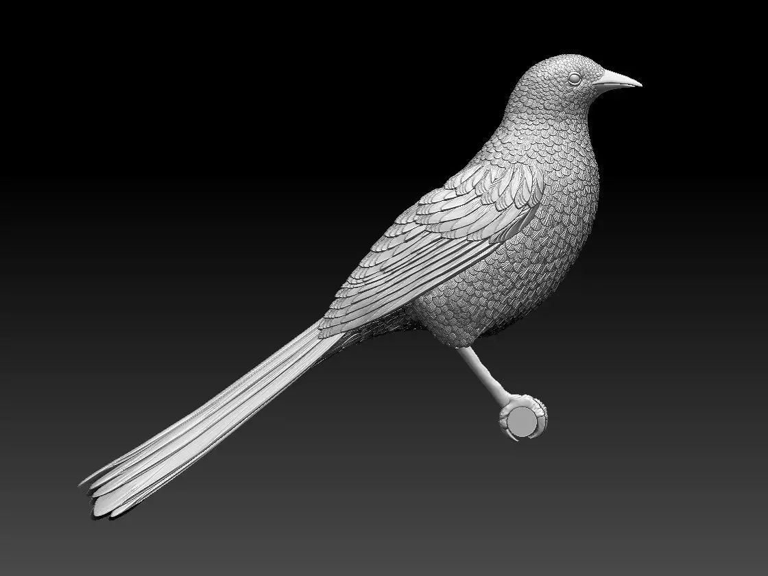 bird  magpie 3D print model_0