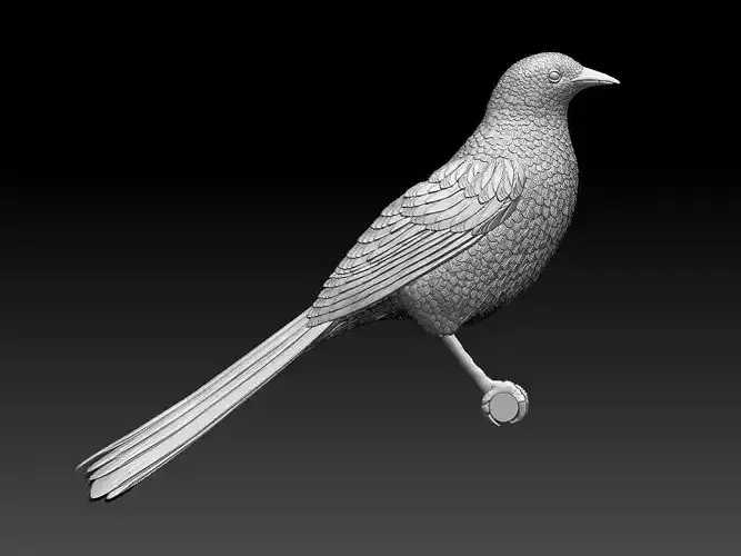 bird  magpie 3D print model
