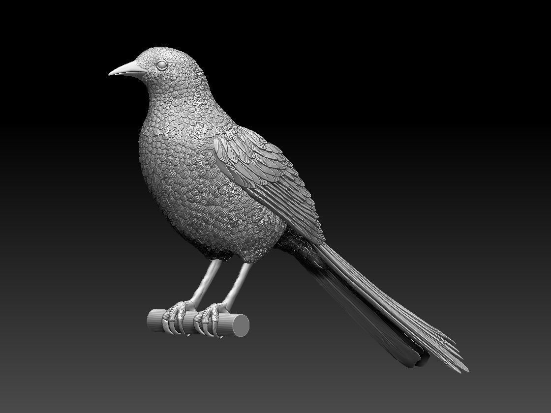 bird  magpie 3D print model_3