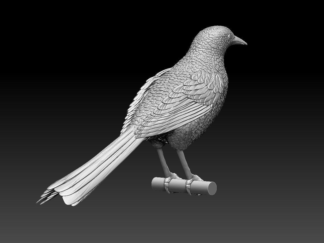 bird  magpie 3D print model_2