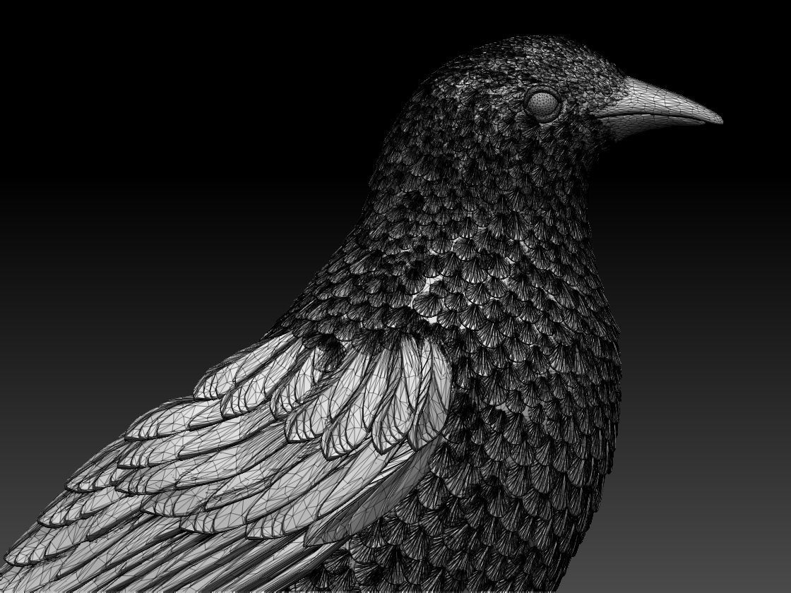 bird  magpie 3D print model_9