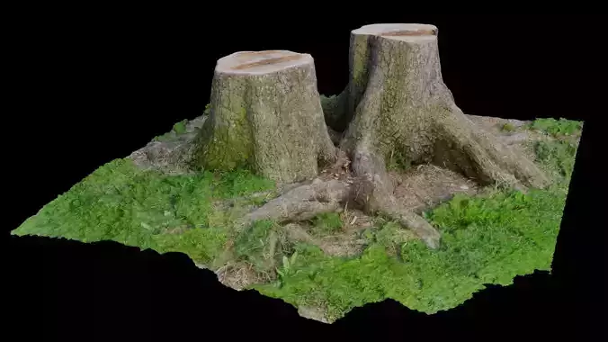 Twin Maple Tree Stumps 3D Scanned  Low-poly 3D model