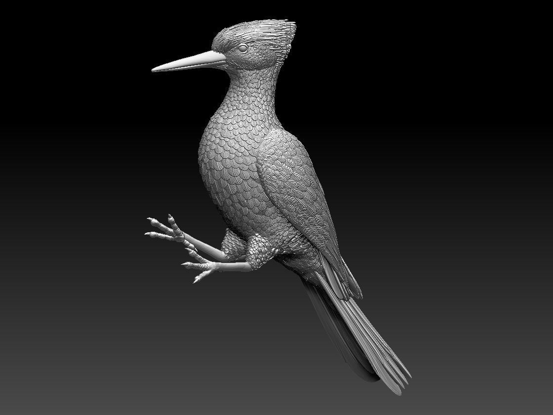 woodpecker 3D print model_61