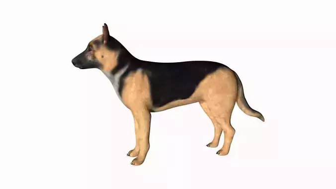 German Shepherd