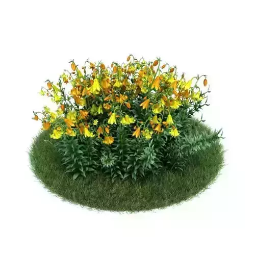 Long Stemmed Flowering Plant