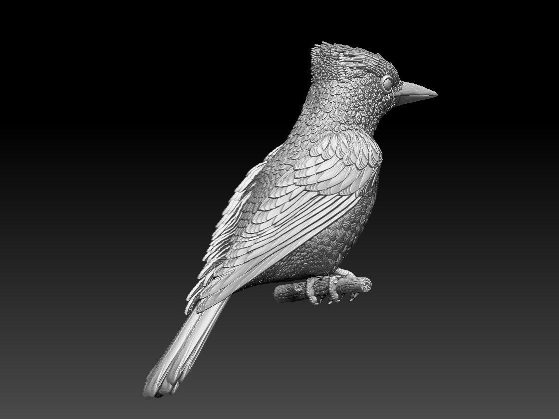 jay bird 3D print model_1