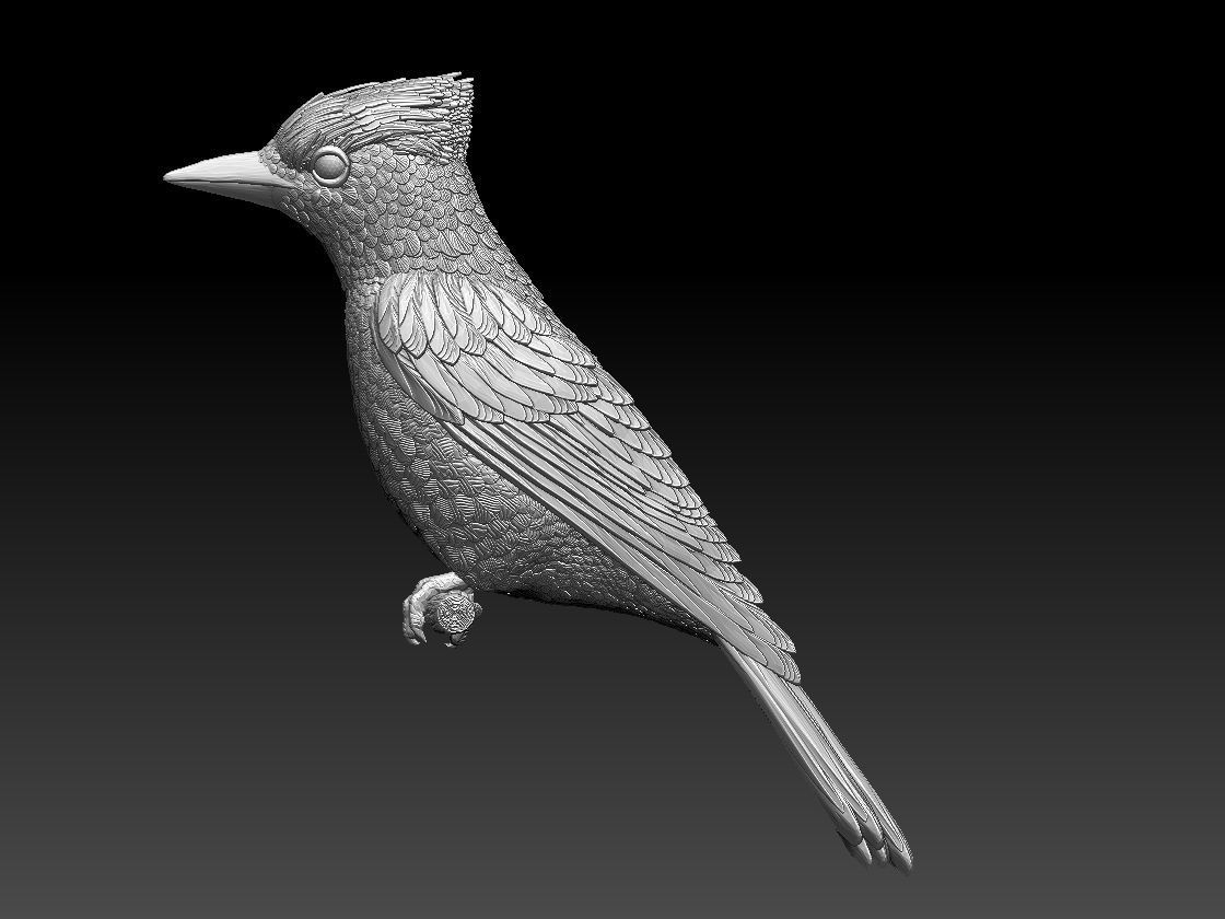 jay bird 3D print model_2