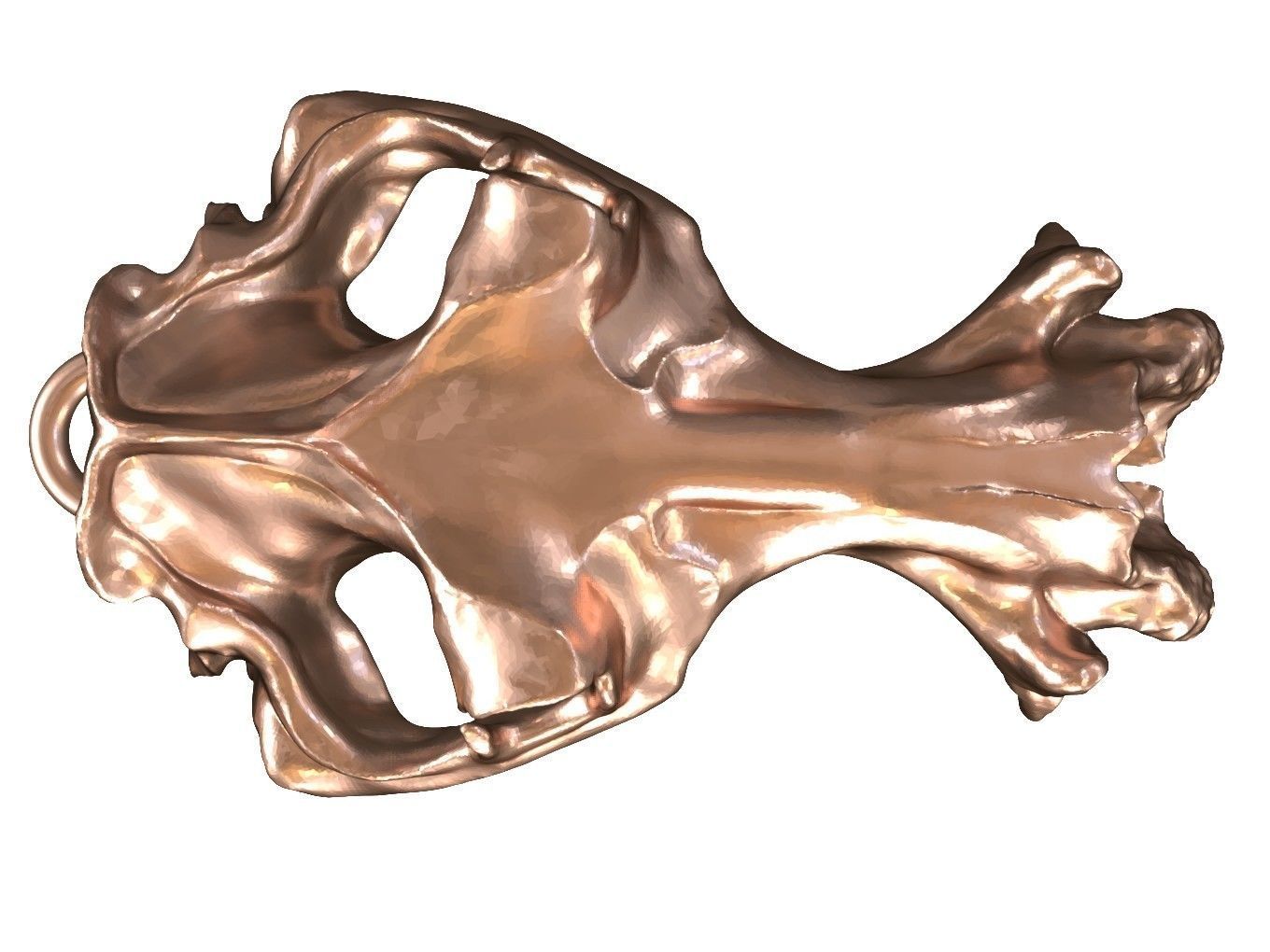 Cranium Charm Hippo Bronze 3D print model_3