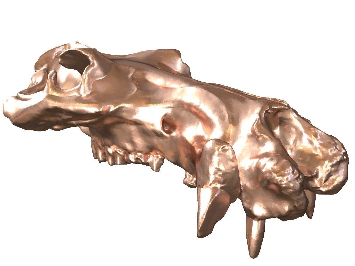 Cranium Charm Hippo Bronze 3D print model_9