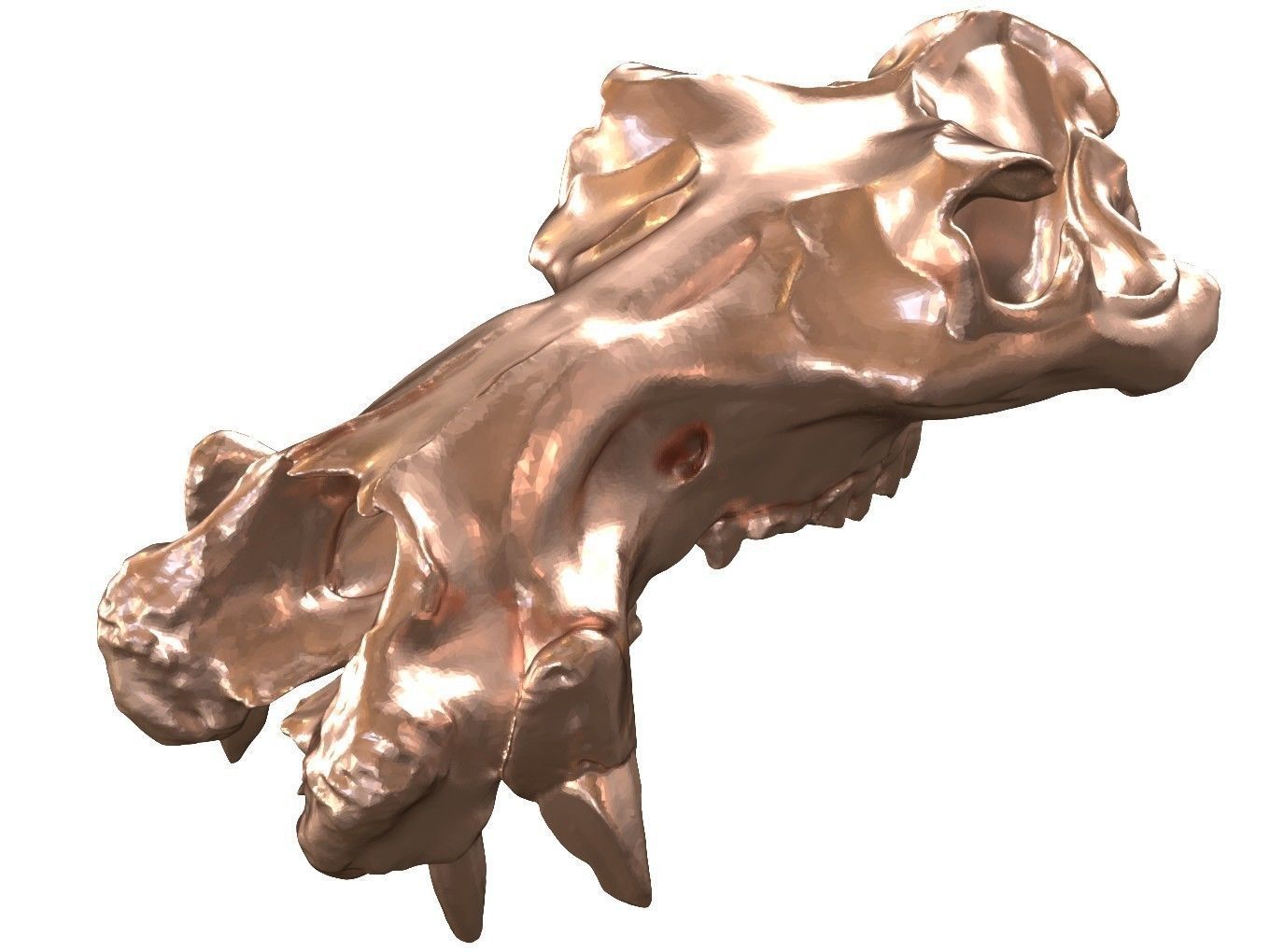 Cranium Charm Hippo Bronze 3D print model_7