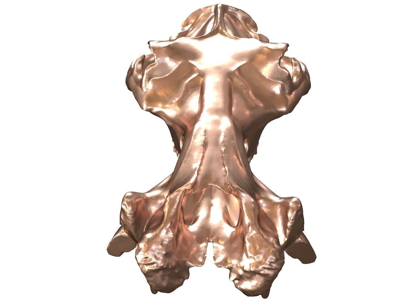 Cranium Charm Hippo Bronze 3D print model_8