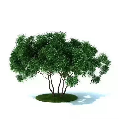 Garden Plant   Shrub