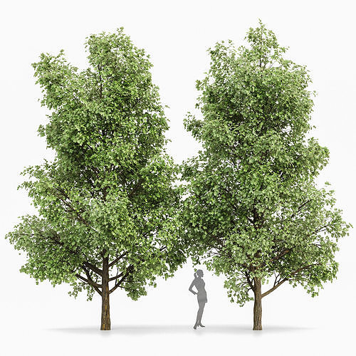Tulip poplar 2 trees 3D model