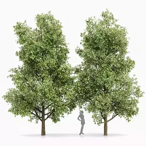 Tulip poplar 2 trees 3D model