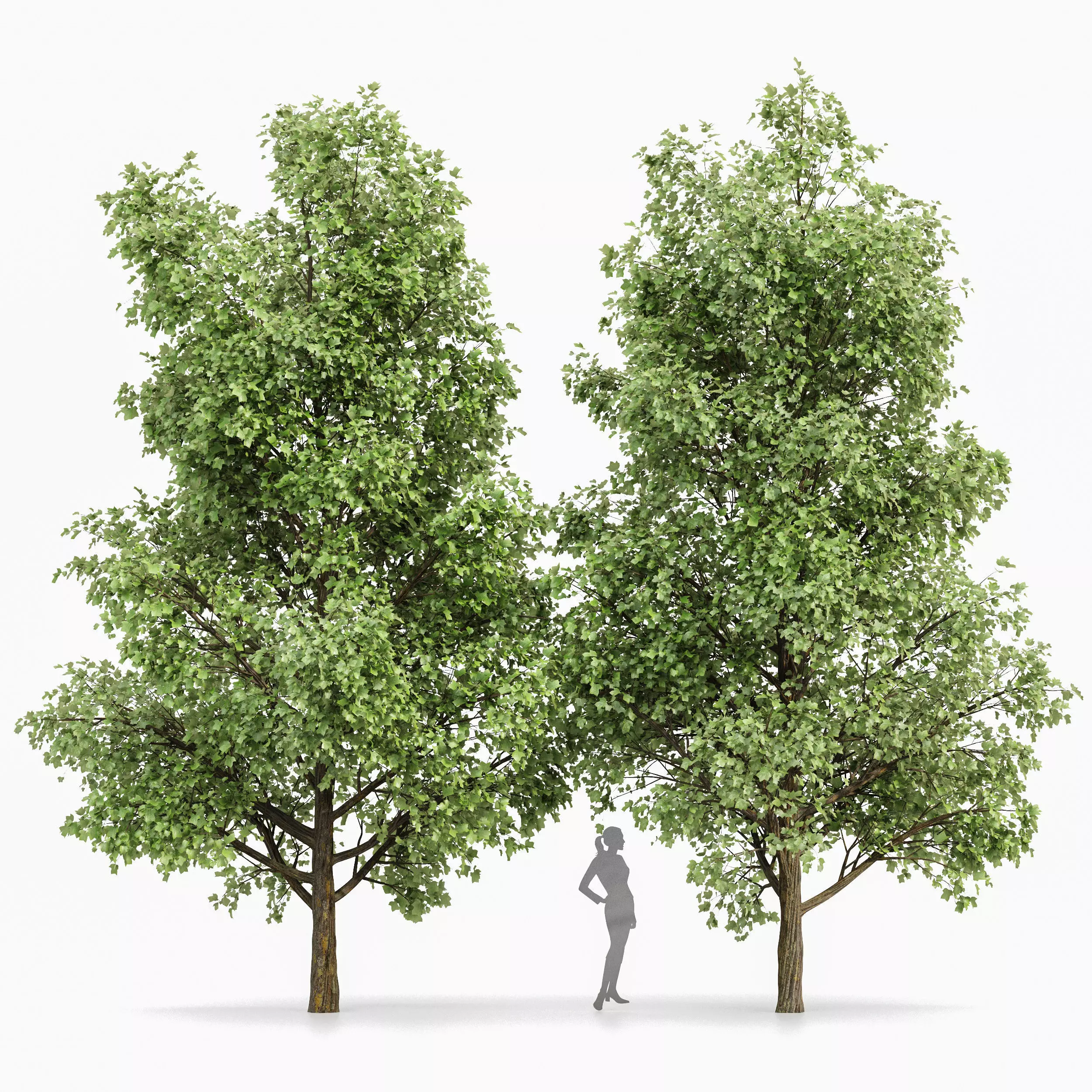 Tulip poplar 2 trees 3D model_0